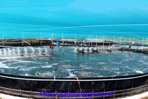 Báo giá bạt lót ao nuôi tôm HDPE rẻ nhất thị trường năm 2021