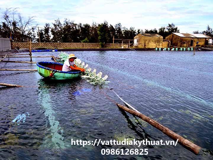 Mô hình nuôi tôm sử dụng bạt nhựa HDPE lót ao hồ phát triển mạnh ở Quảng Trị