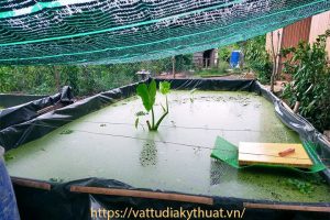 Sử dụng bạt nhựa HDPE nuôi ốc hiệu quả