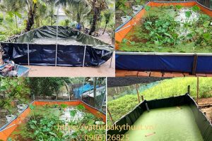 Những điều cần biết khi nuôi ốc trong bể bạt