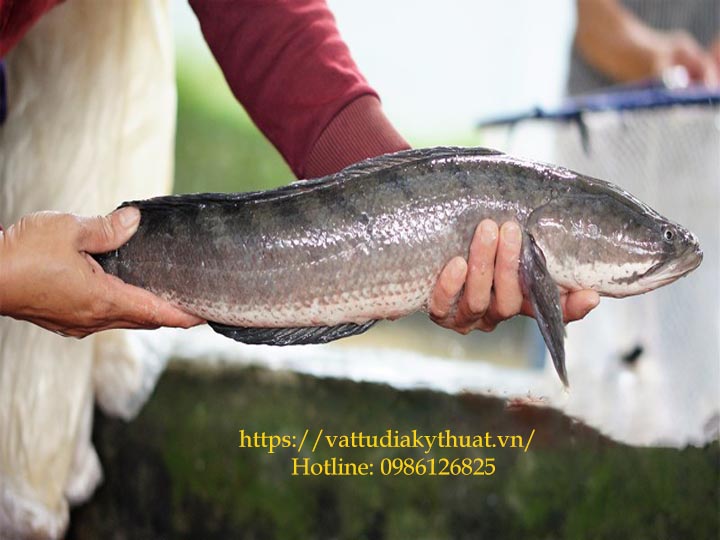 Quy trình kỹ thuật nuôi cá lóc đen trong ao  Tạp chí Thủy sản Việt Nam