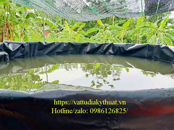 Mô hình nuôi cá chình và cá chạc lấu trong bể bạt HDPE tại Đồng Nai