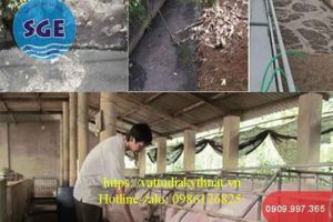 Các công nghệ xử lý chất thải chăn nuôi lợn (heo)