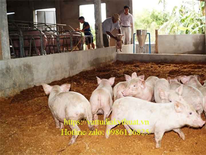Chăn nuôi lợn sử dụng đệm sinh học cần được nhân rộng