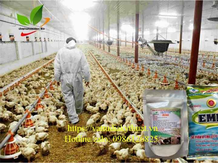 Các chế phẩm sinh học xử lý chất thải chăn nuôi lợn hiệu quả