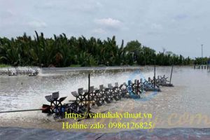 Top 5 chú ý khi nuôi tôm trong ao bạt HDPE
