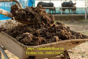 Các biện pháp xử lý chất thải chăn nuôi gia súc